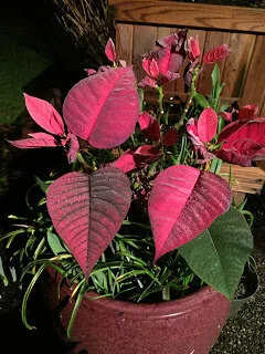 Adios, Christmas poinsettia, but not just yet