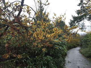 Witch hazel brightens winter days in Vancouver and Surrey