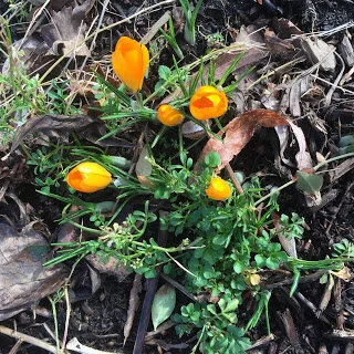 Crocuses already!