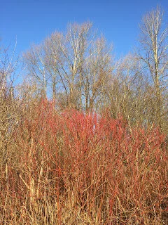 Winter colours observed while walking