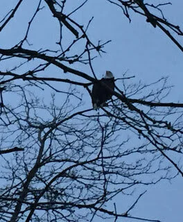 Bald eagle moves house as White Rock fells beachside trees