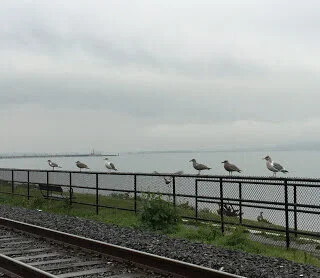 Gulls behave as if at a formal affair