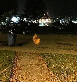 One leaf caught in the act of falling