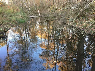 Falling into the sky in Bear Creek Park