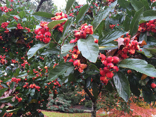 Exploding crabapples?