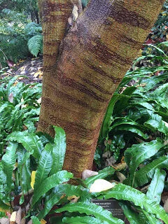 Paper Mulberry in VanDusen Gardens