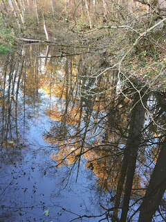 Upside down sky and lone salmon swimming upstream