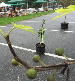 Figs in the rainforest, and apples of course