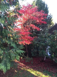 Japanese red maple in its season