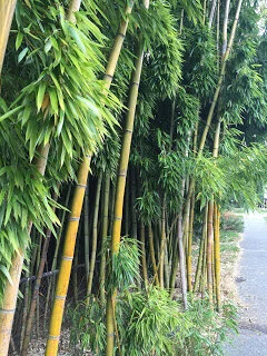 Bamboo -- a plant with many uses