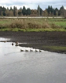 Birds celebrate as water slowly rises in Serpentine ponds and ditches