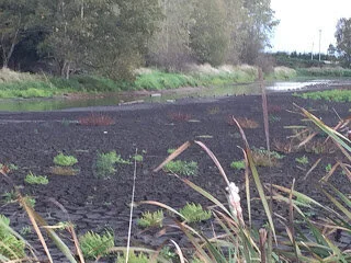 Ducks reduced to one-lane traffic in dry Serpentine Fen