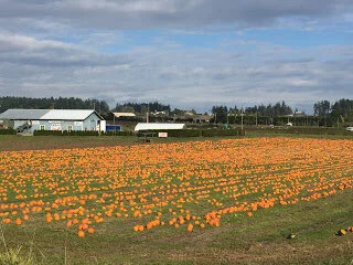 Fruit and pumpkins ripened early this year