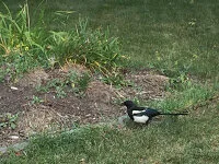 Magpies and inland gulls in Edmonton