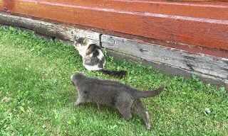 Railroad cats at the museum