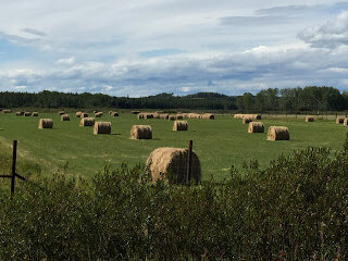 Hopeful about hay