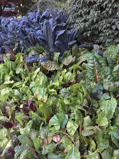 Kale and chard in the flower beds?