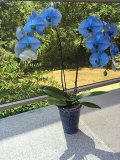 Humans attempt to improve on nature -- again