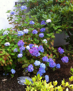 Early hydrangeas create late summer mood