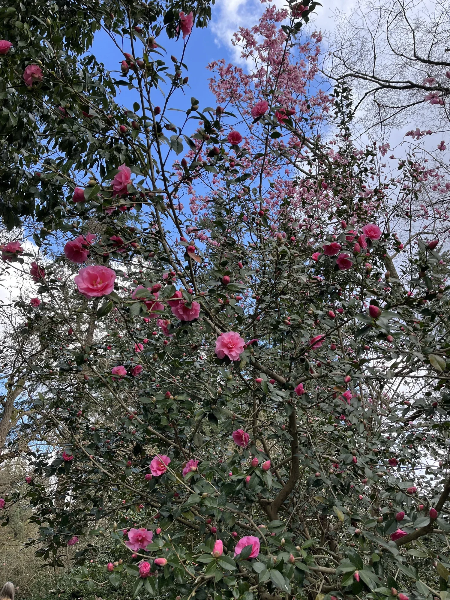 Spring comes to the VanDusen Garden