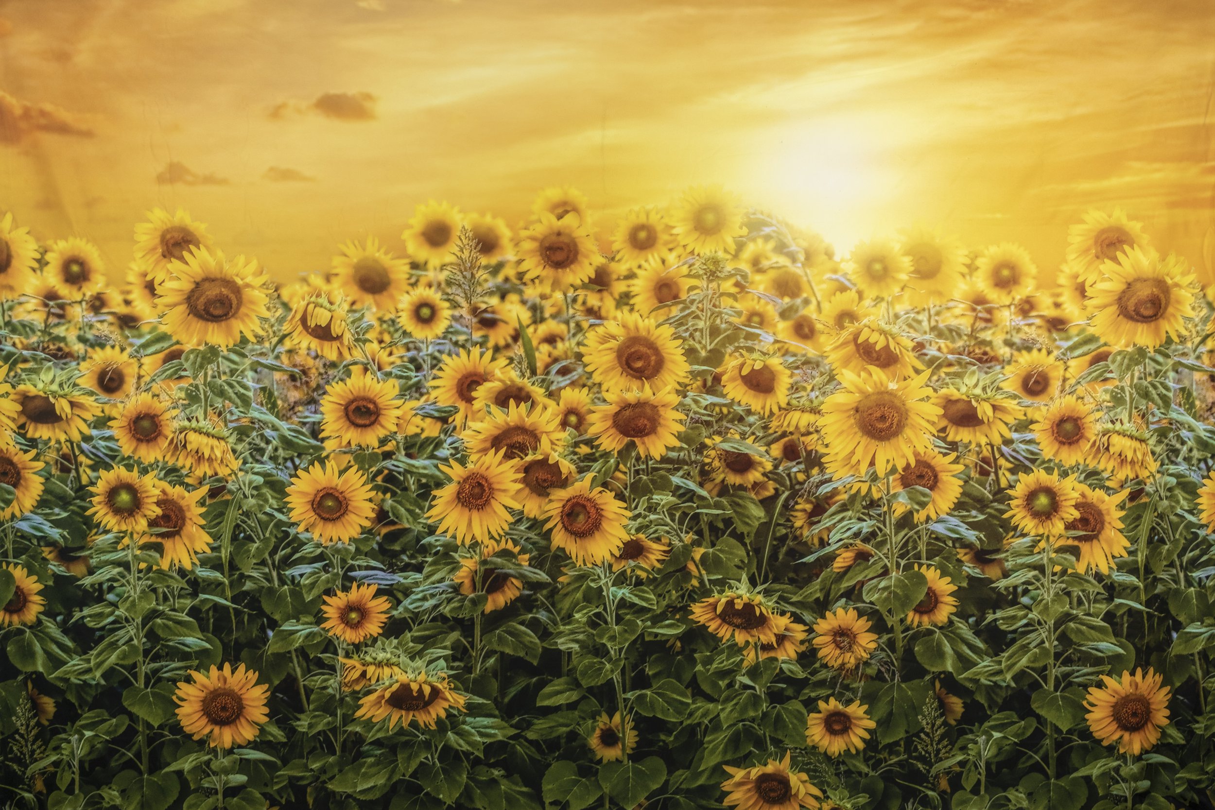 Sunflower Field