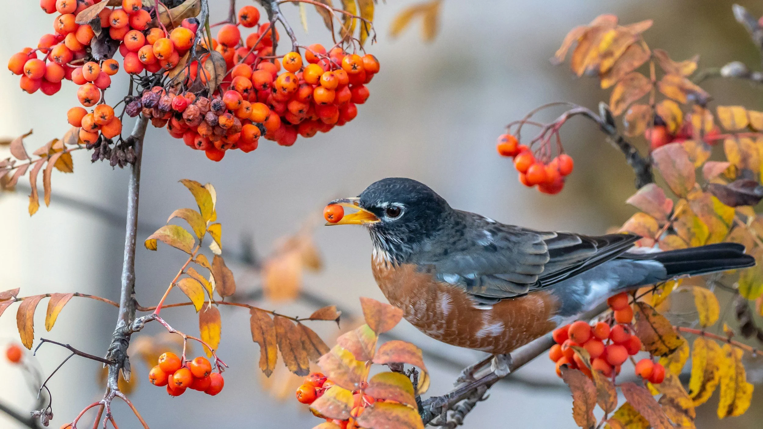 "Birds Are Like My Afternoon Martini" (Birding with Lili Taylor)