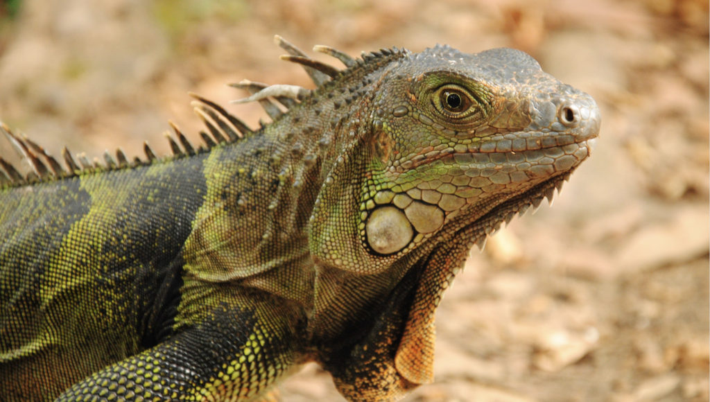 Protecting the Amazon