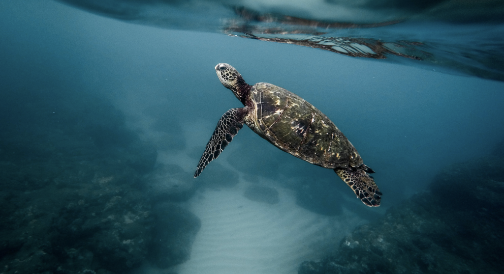 Take the challenge...make a positive impact on our ocean