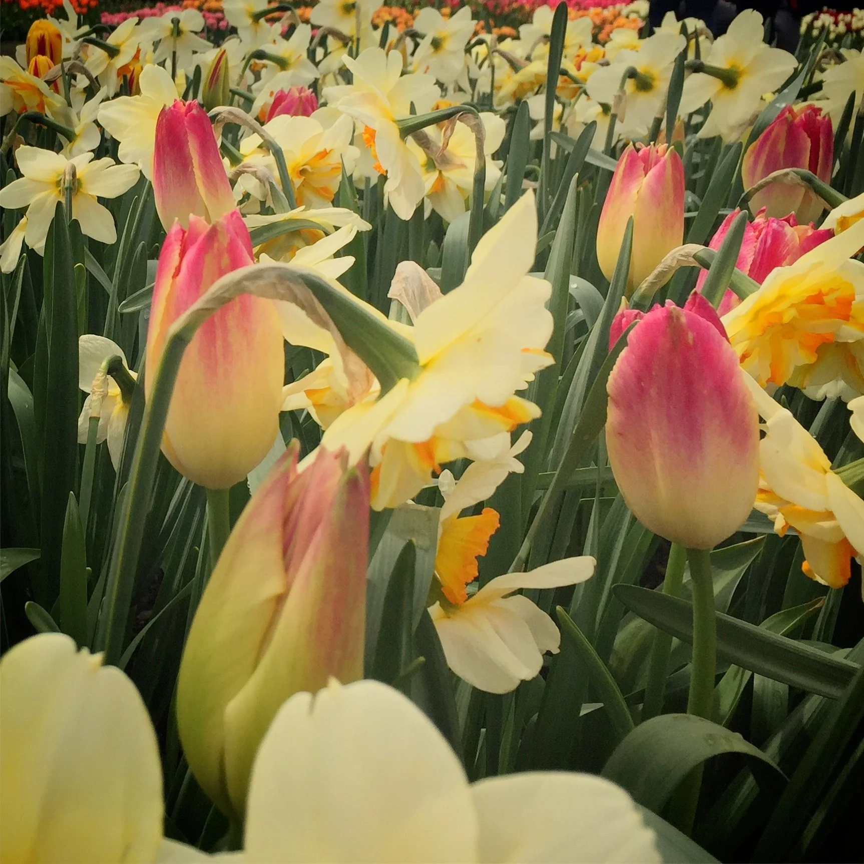 Fairhaven Neighbors Monthly Meeting - Spring Fling! FRIDAY, May 8! 