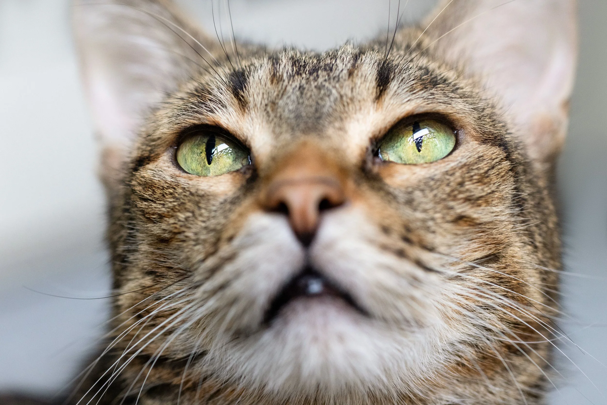 Honoring Professor: An End of Life Cat Photography Session in Tampa Bay