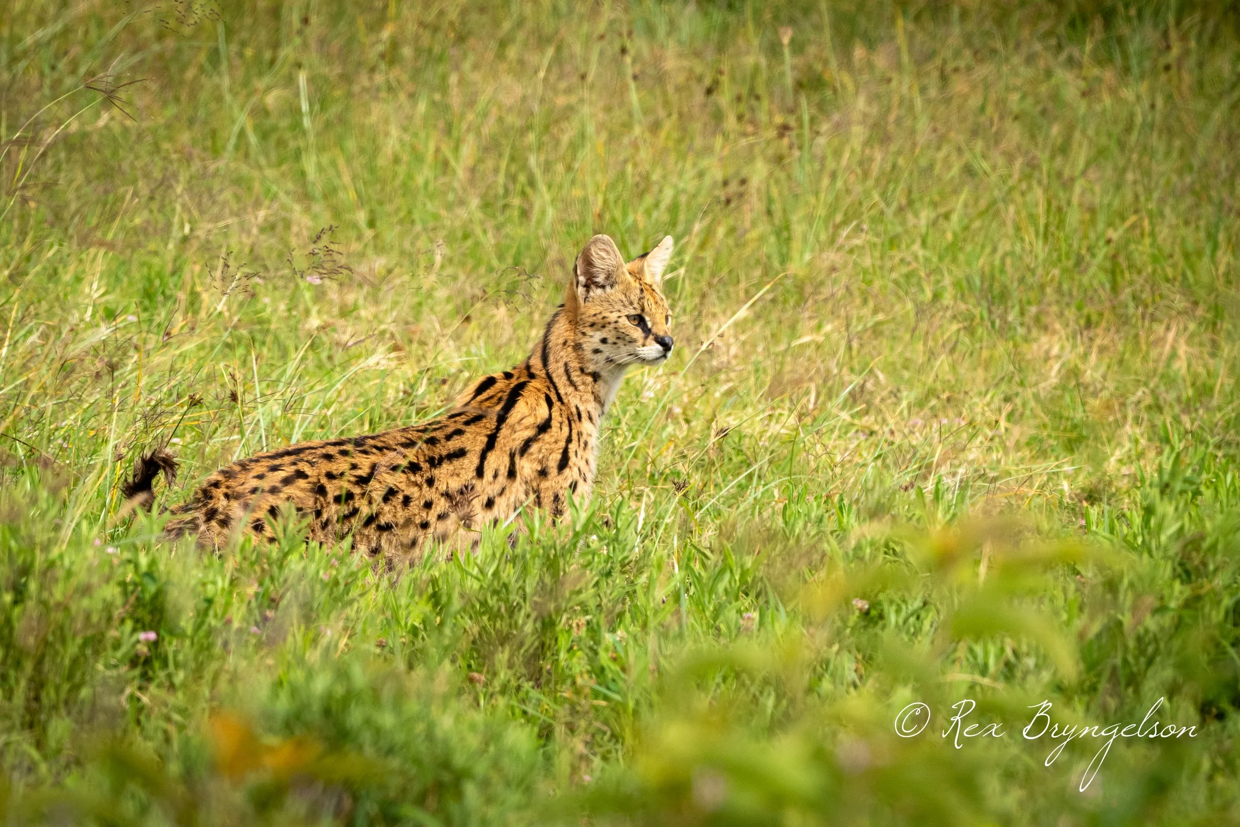 DSC_3416.jpg