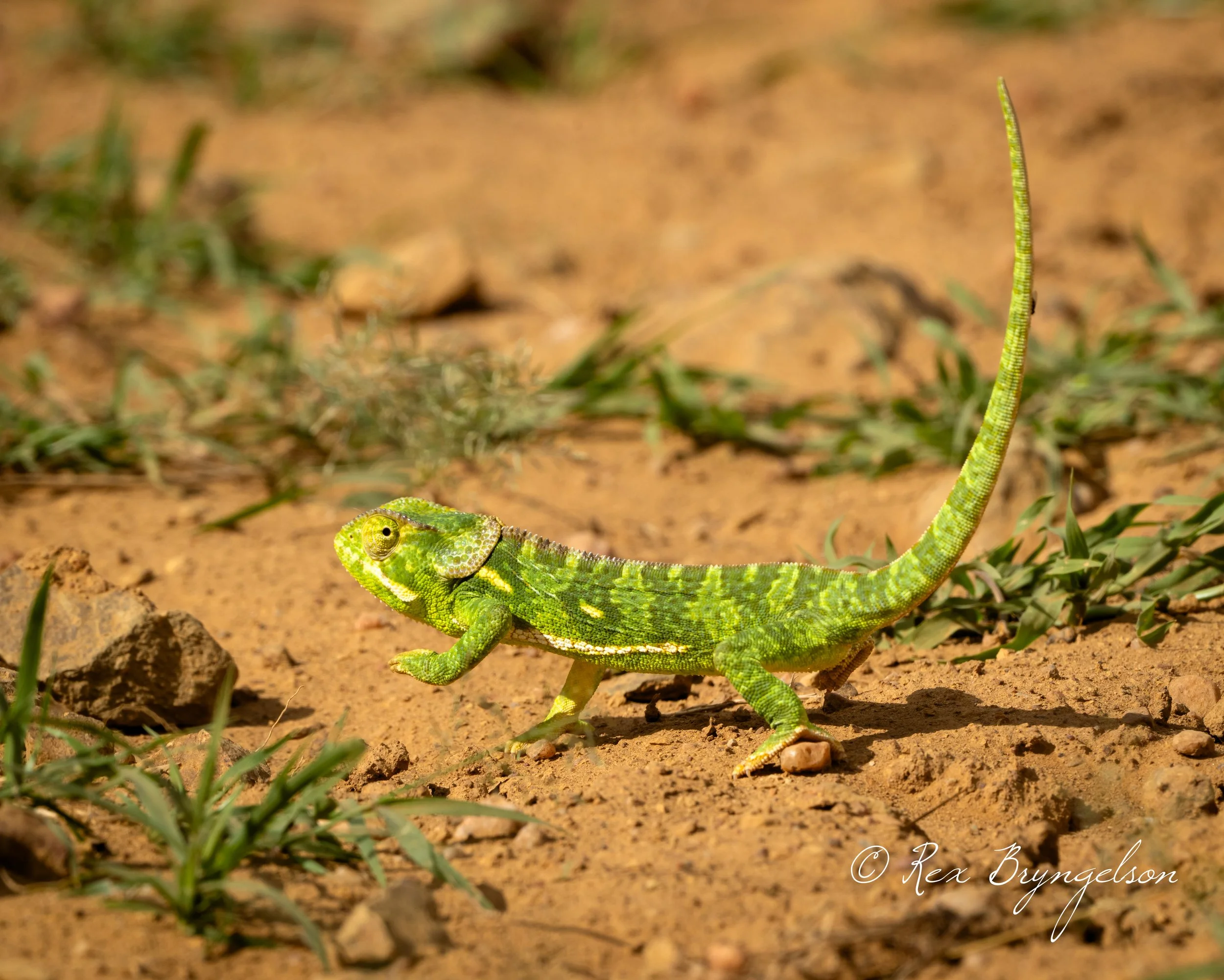 DSC_4676.jpg