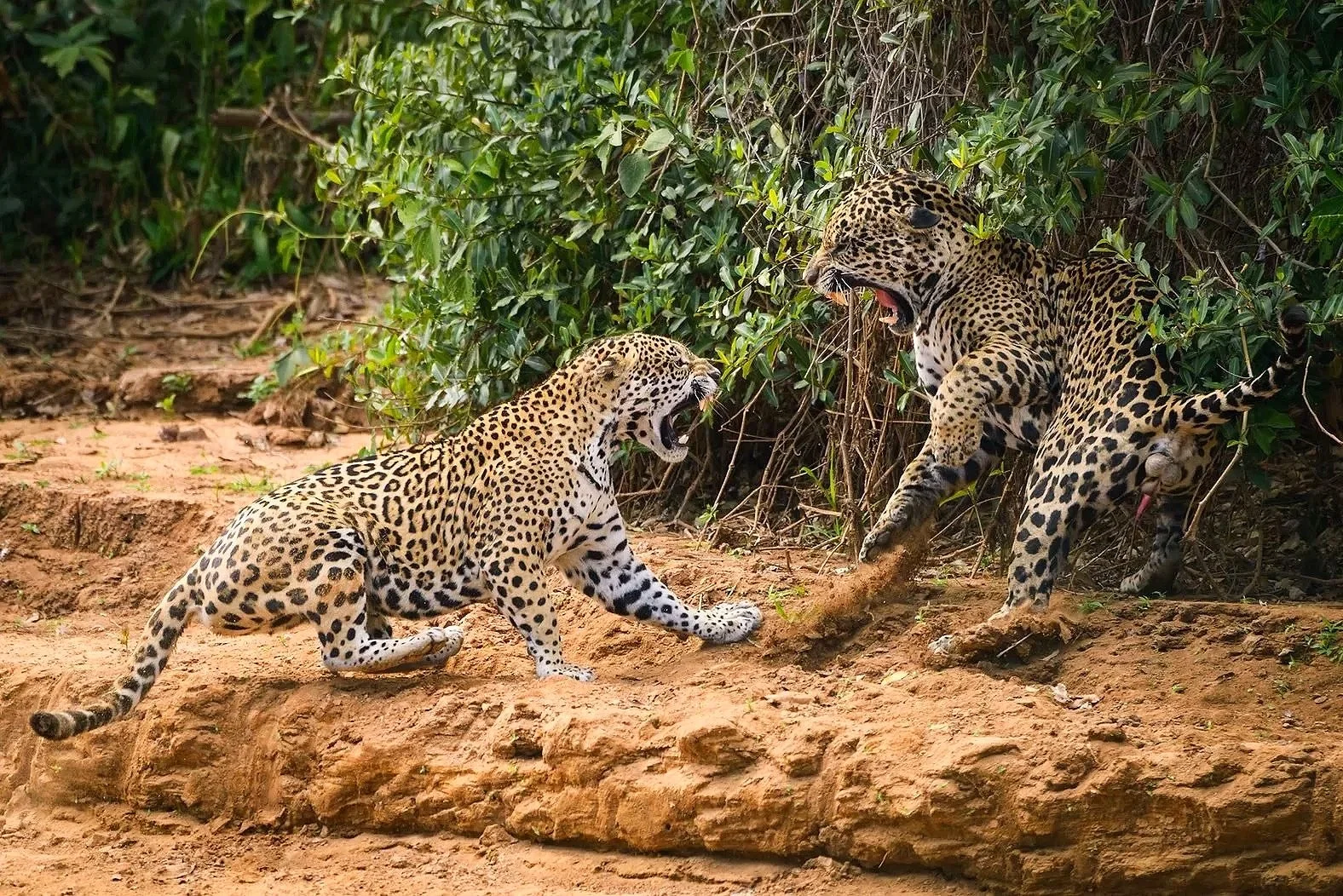 The Jaguars of Brazil's Pantanal, Sept 9-20, 2026