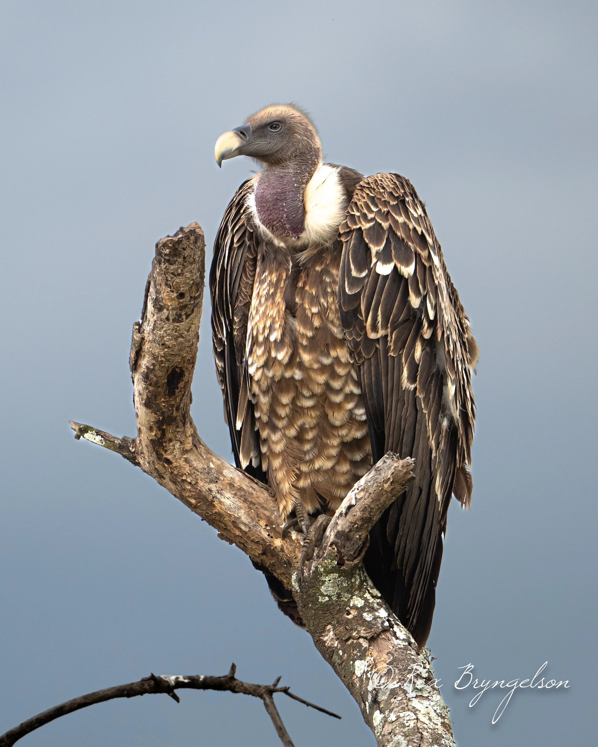 DSC_4417.jpg