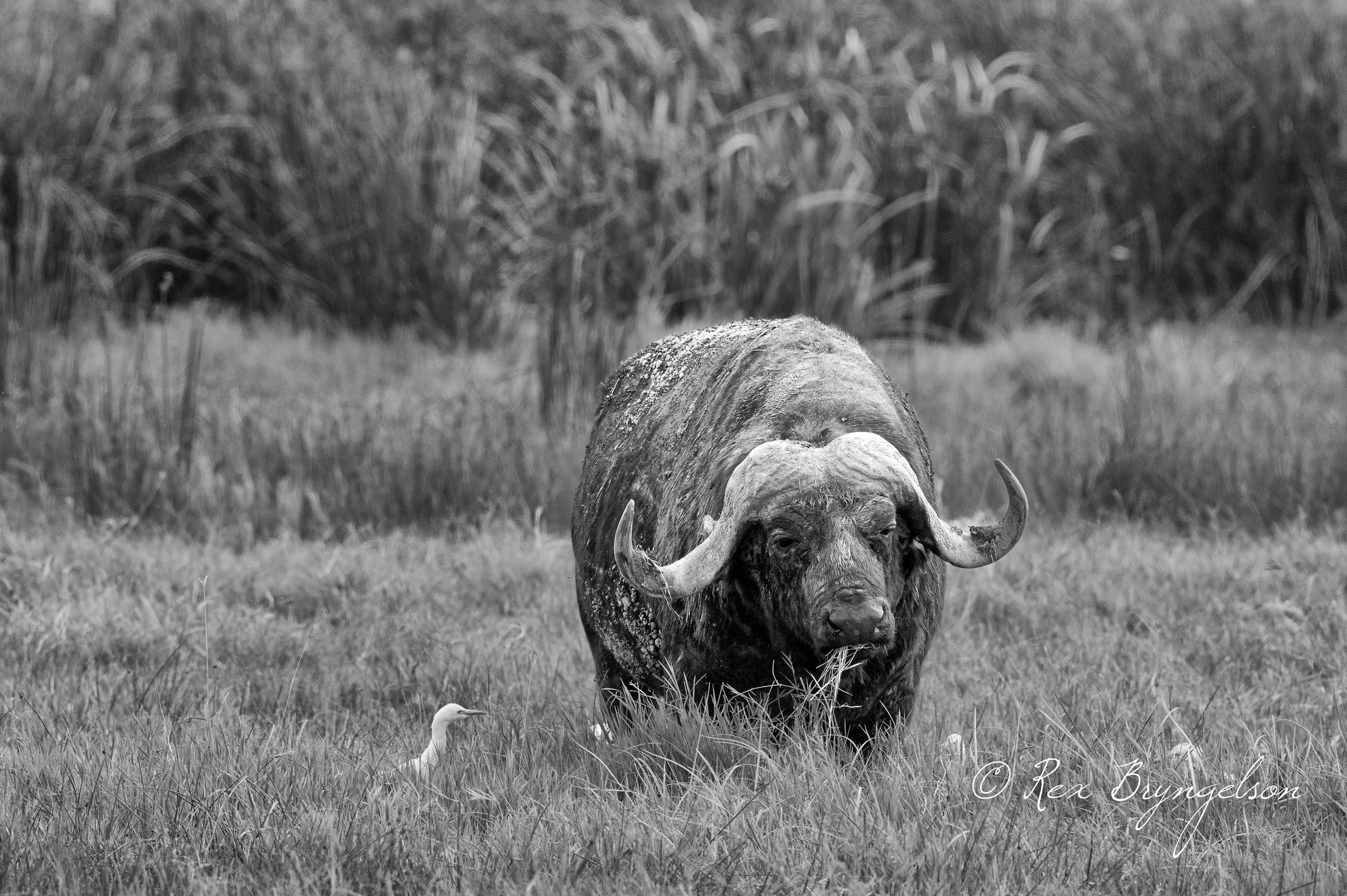 DSC_3526-Edit.jpg