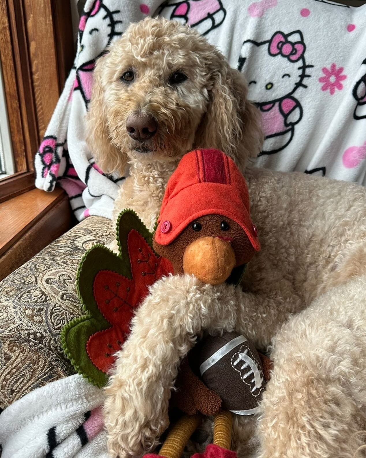 Charlie wishes everyone a Happy Thanksgiving from our baseball family to yours❤️⚾️🦃💙. We appreciate the continued support of the foundation, and all that we are able to do in Kelly&rsquo;s honor and love of the game.🌈😇#thankful #grateful #blessed