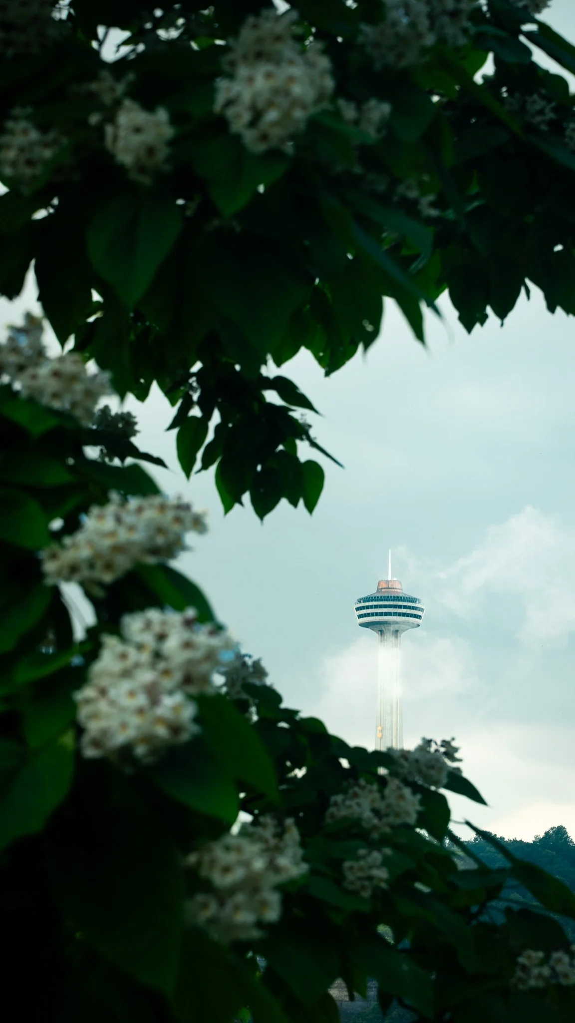 The Seattle Space Needle seen through green foliage and white flowers.