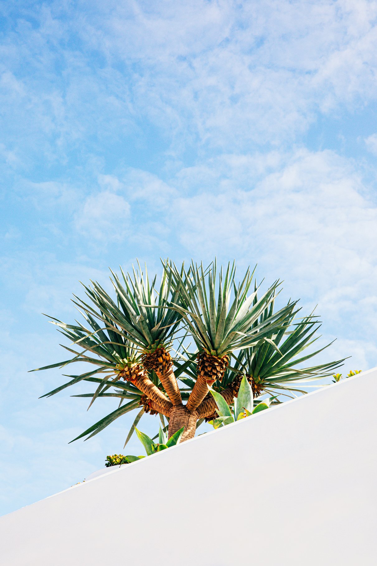 TheSurfYamba_EliseHassey_1024.jpg