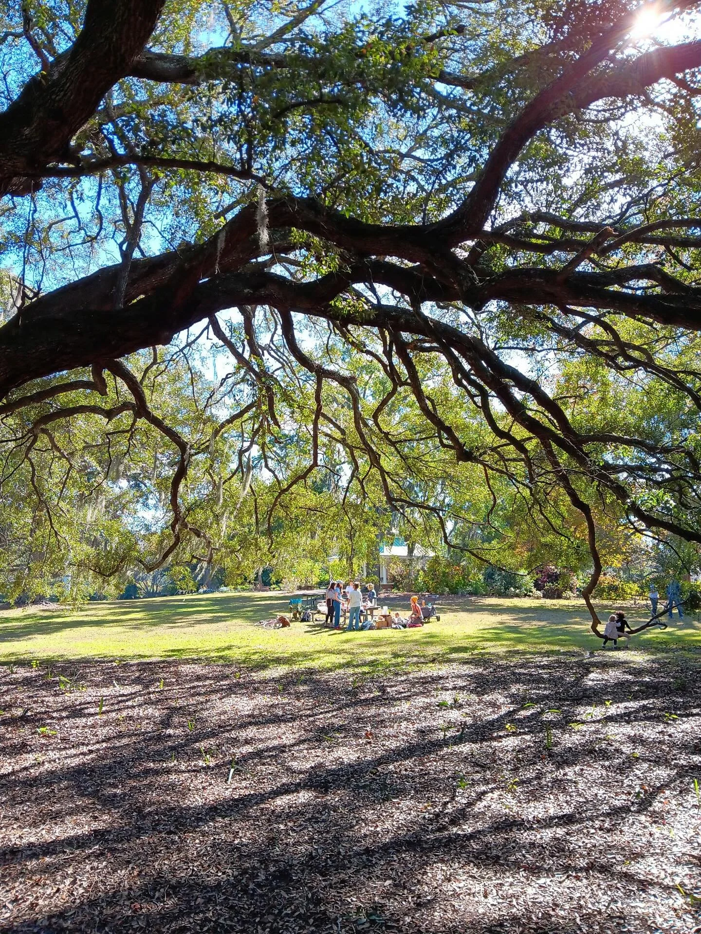 roots! rhizomes! Feeling thankful for friends, sunshine and messy medicine making. Can&rsquo;t think of a better way to spend a Saturday! Thanks so much to these herbie hancocks who made it such a fun morning! And to @jenhartman.doula for the photos 