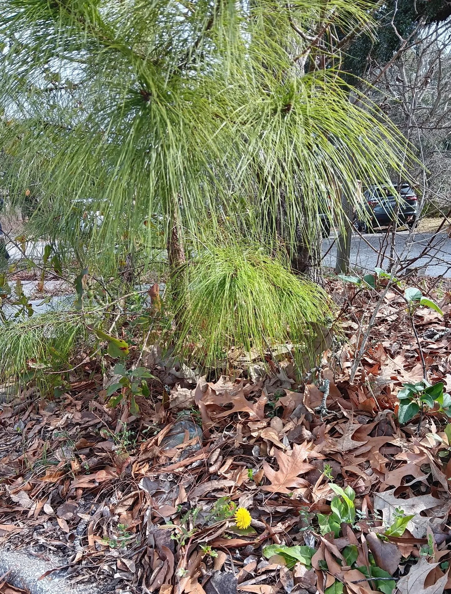 There is something so moving to me about a pine tree and a dandelion finding a way to thrive in an abandoned parking lot 🥹 sometimes I want to be an expert but most of the time I just want to be in awe of that. 

thank you herb club and thank you @j