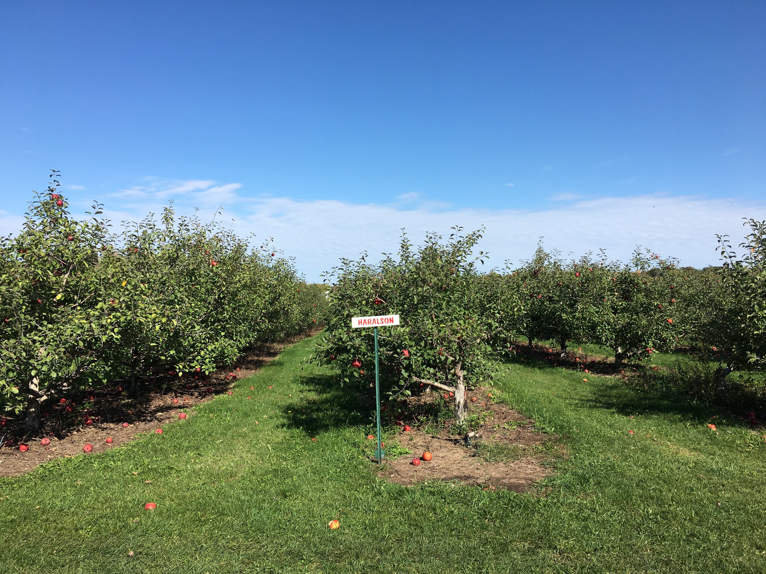 A trip to the apple orchard | Cassia & Co.