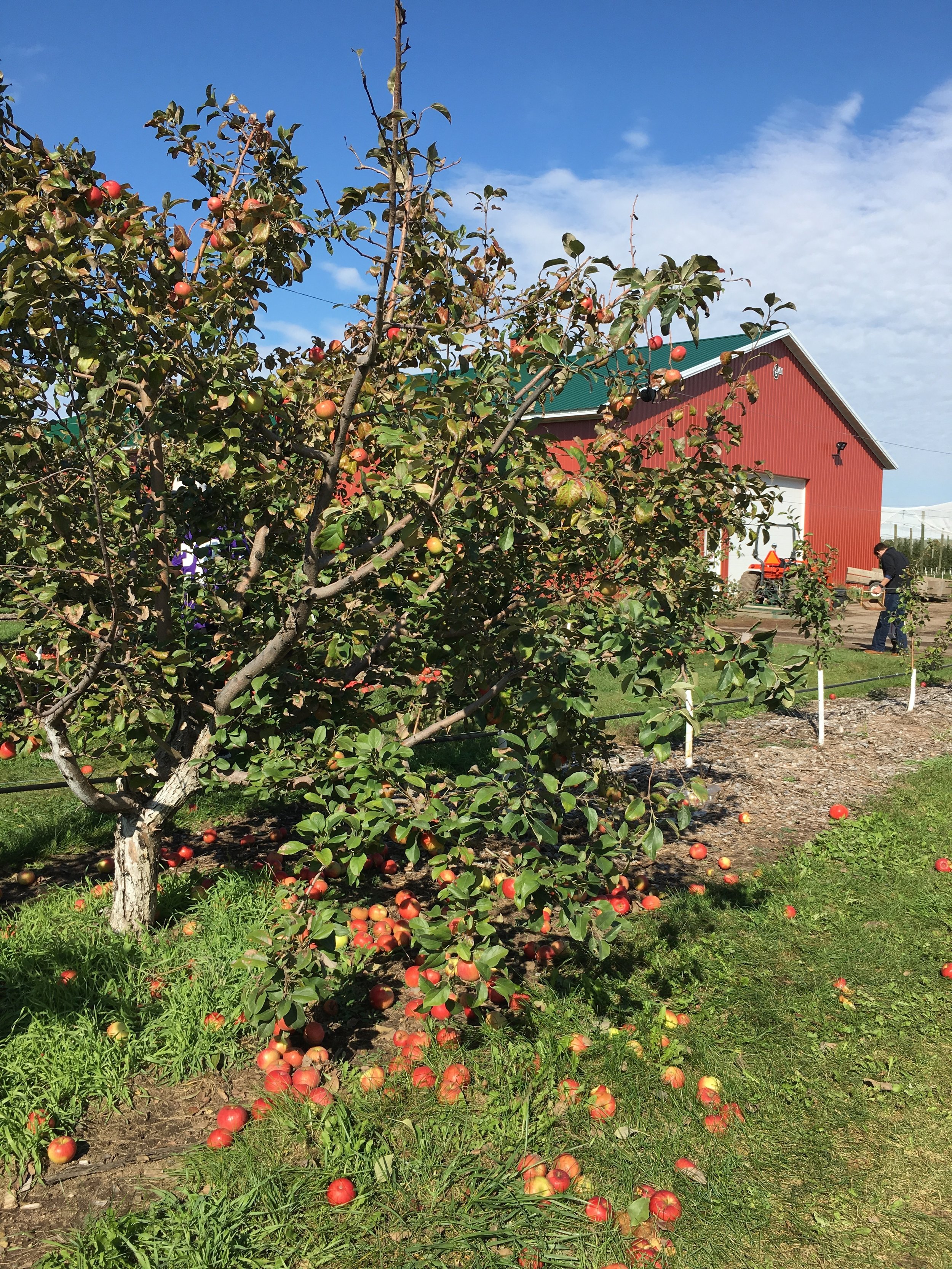 A trip to the apple orchard | Cassia & Co.