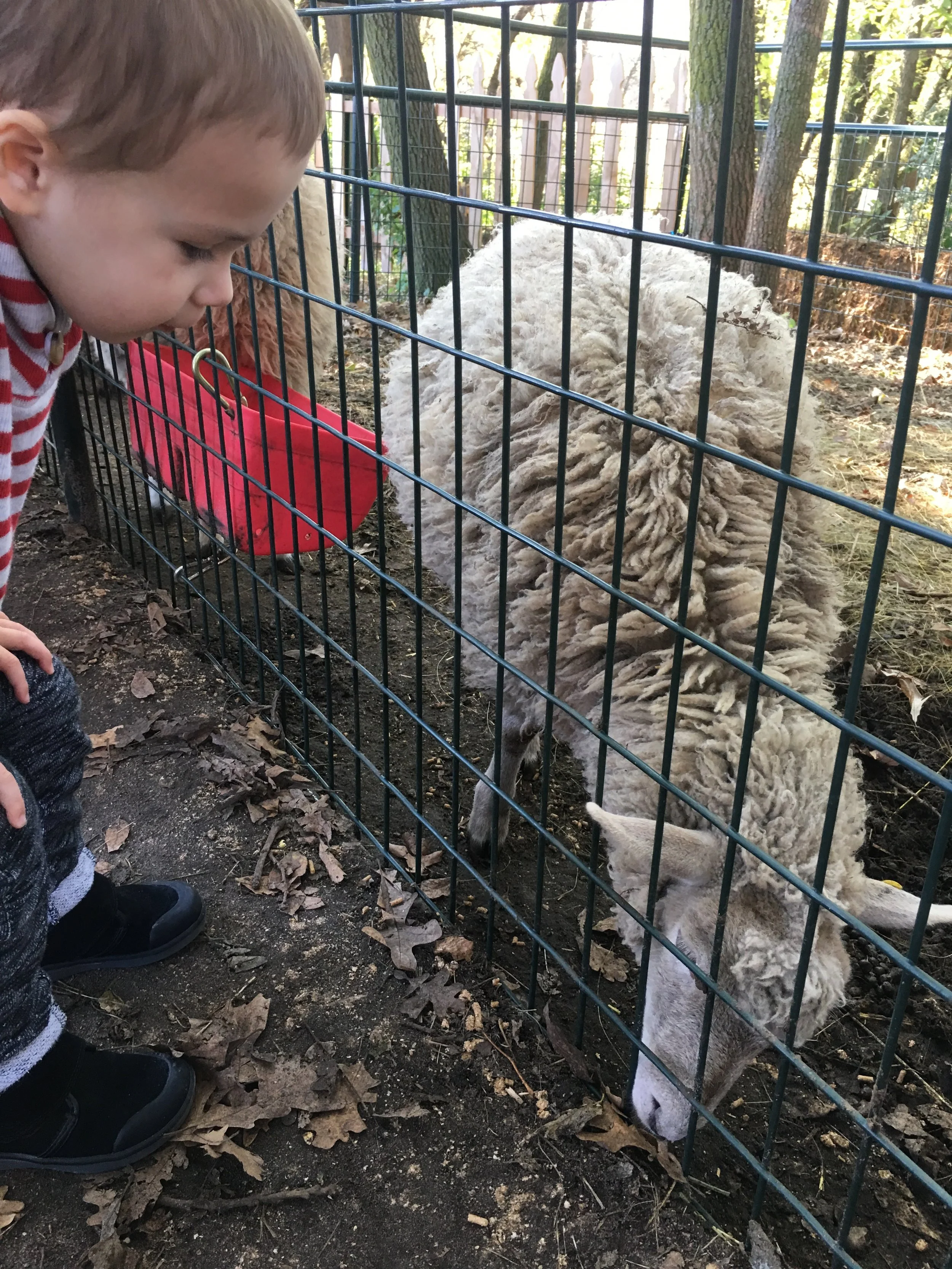 A Trip to the Apple Orchard | Cassia & Co.