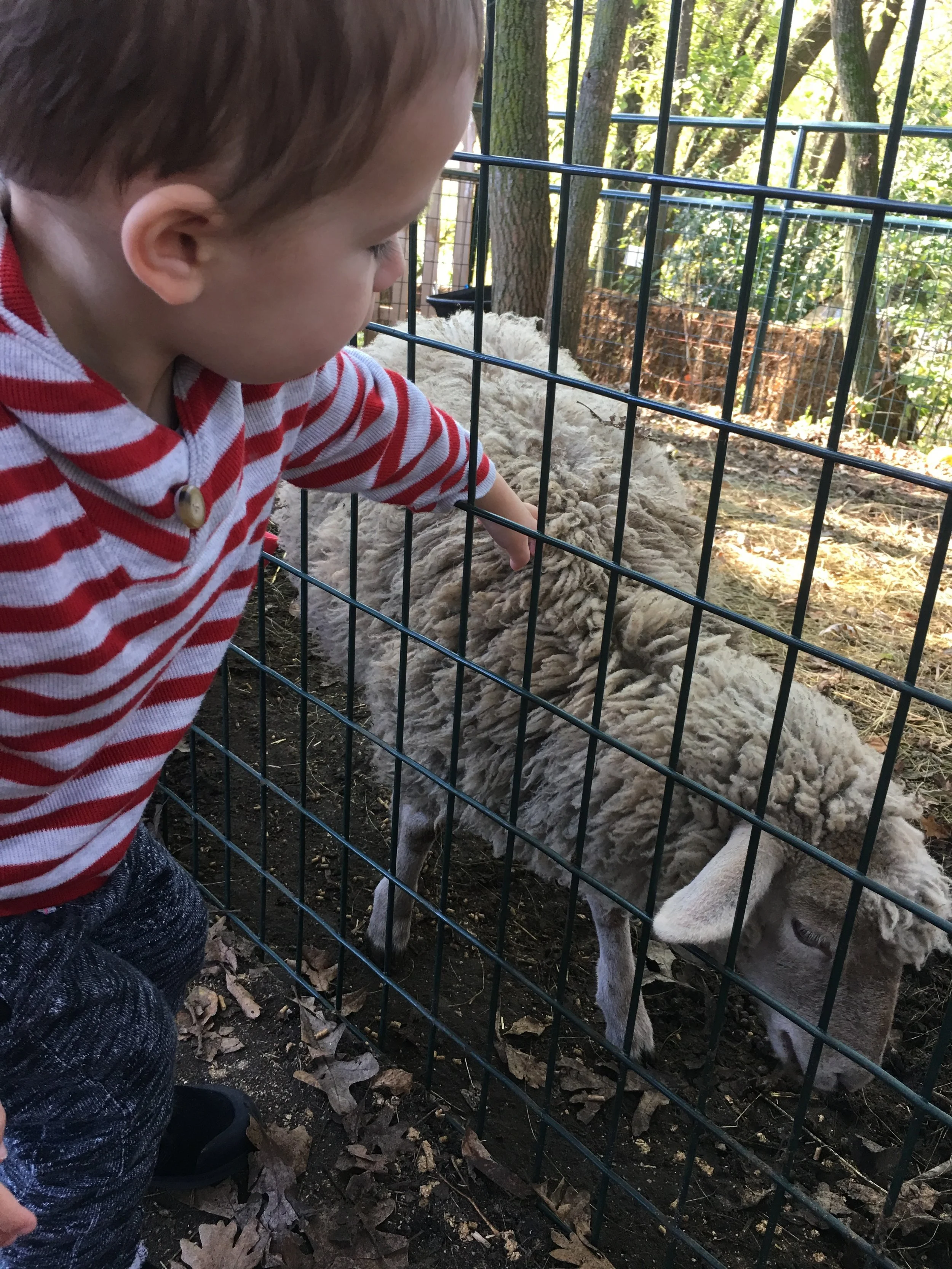 A Trip to the Apple Orchard | Cassia & Co.