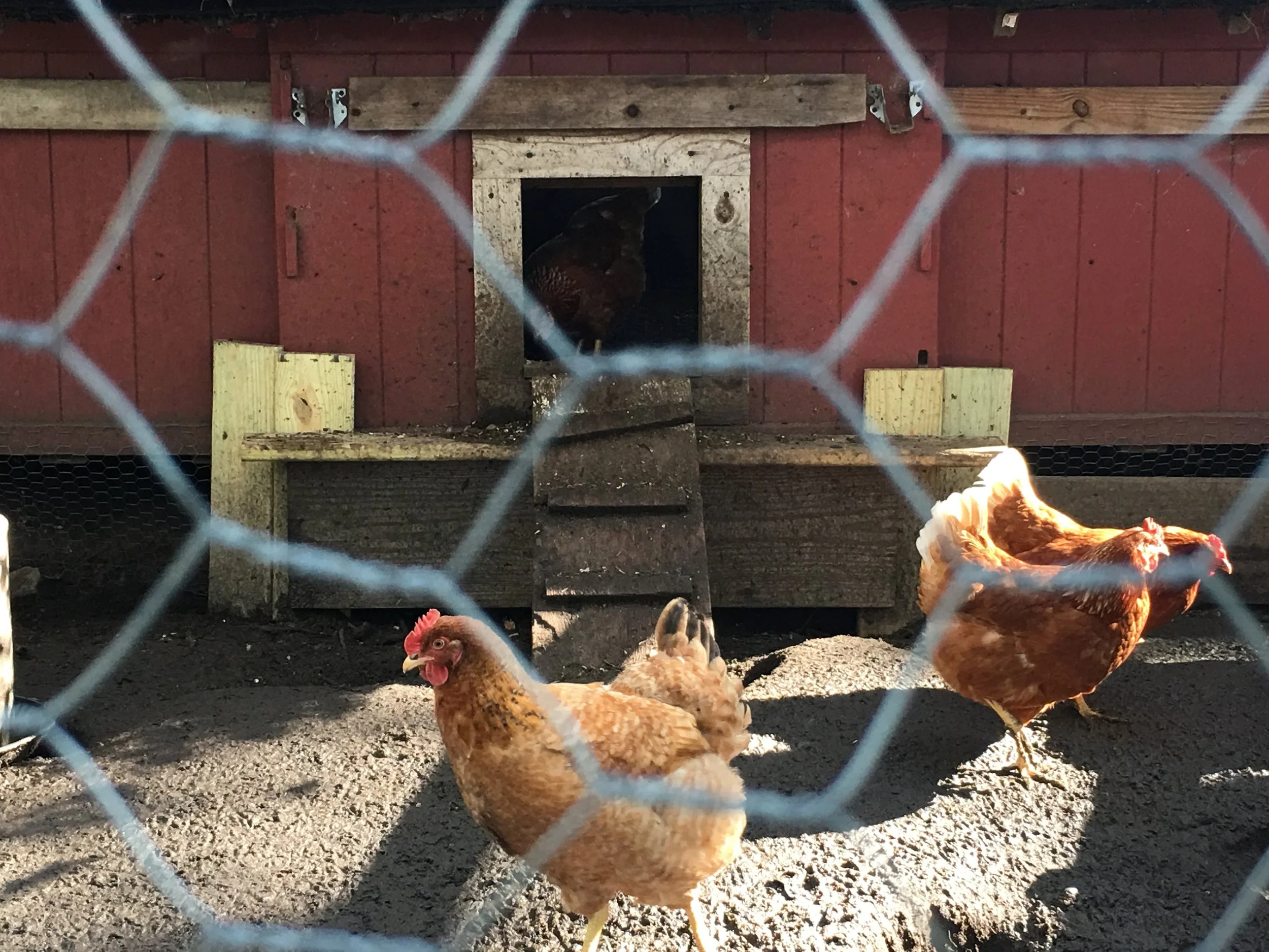 A Trip to the Apple Orchard (IMG_0452)