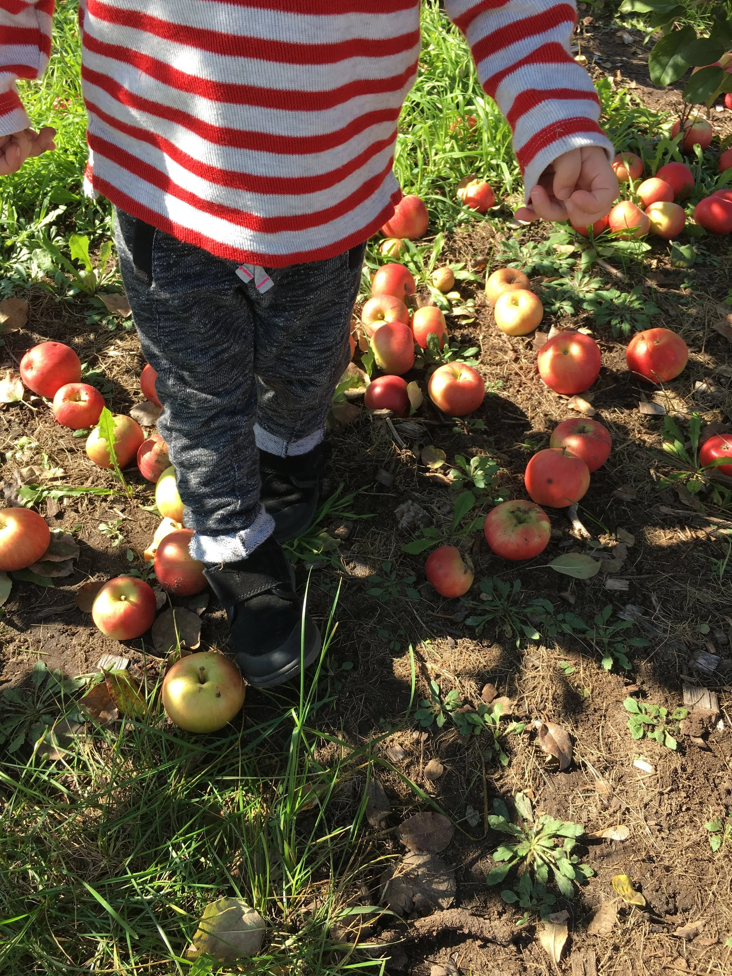 A Trip to the Apple Orchard (IMG_0534)