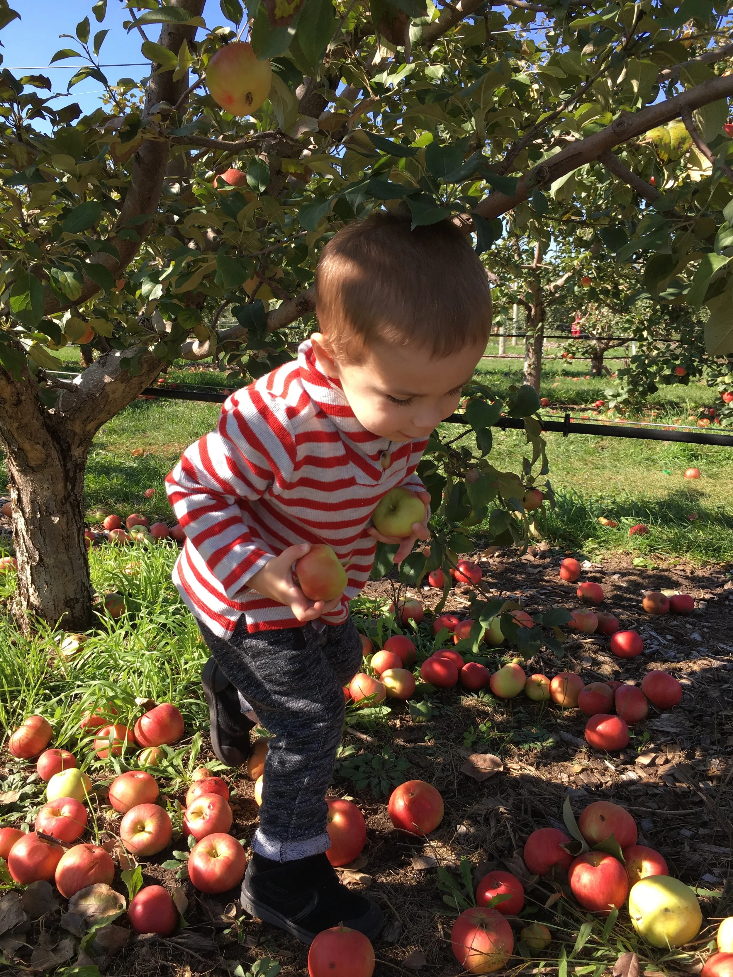 A Trip to the Apple Orchard (IMG_0536)