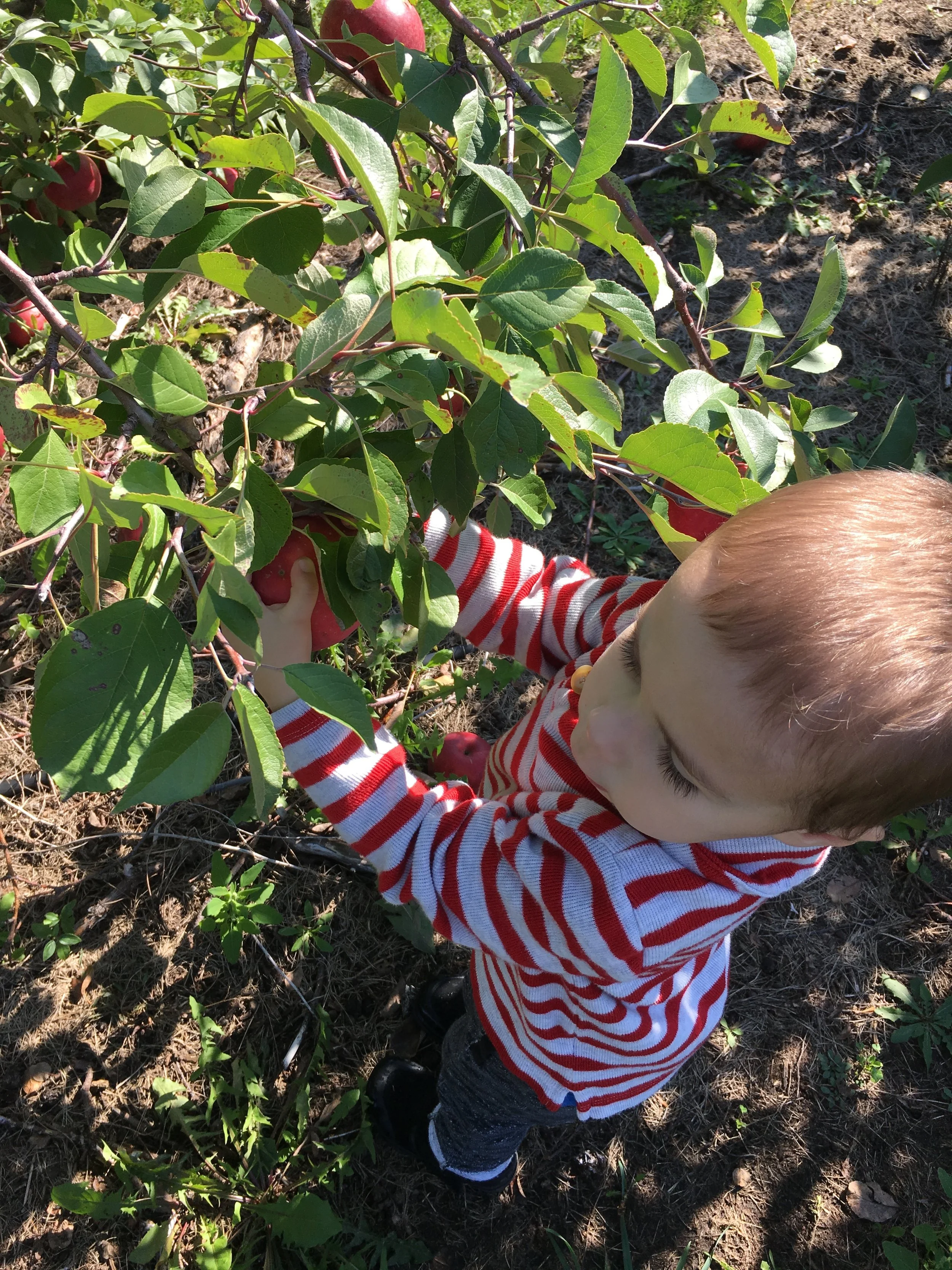 A Trip to the Apple Orchard (IMG_0575)