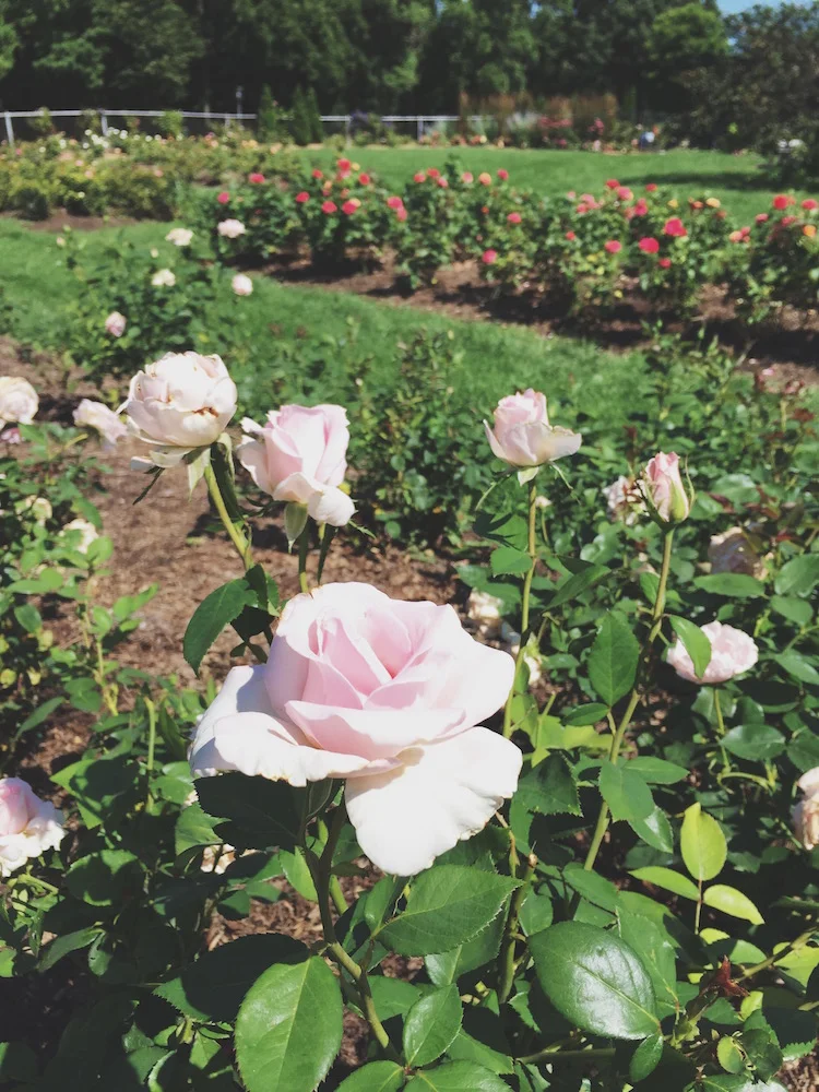 Lyndale Park Rose Garden