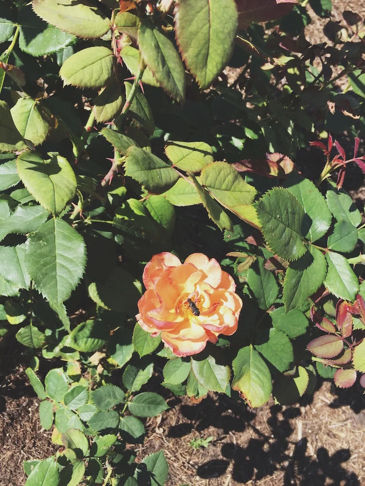 Lyndale Park Rose Garden
